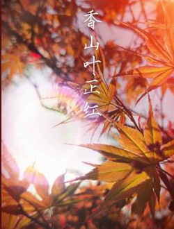 ɽҶ